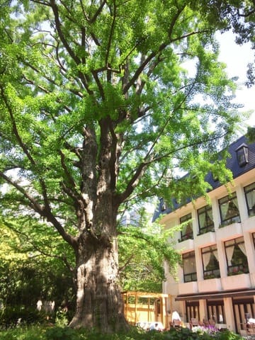 巨木探訪 日比谷公園の首掛けイチョウ あられの日記