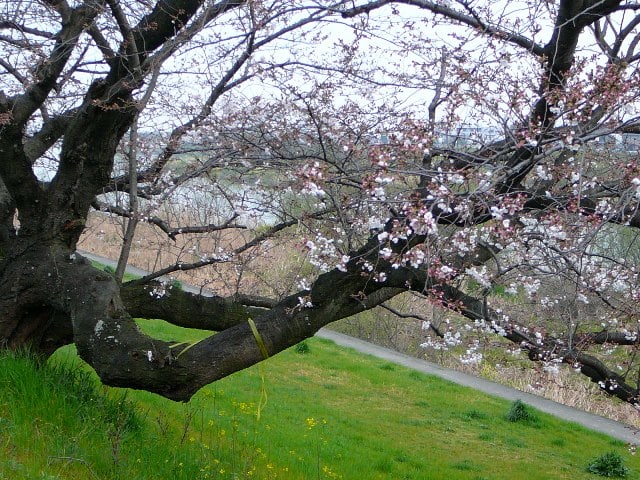 桜の開花の画像