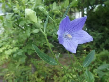 切り戻して咲いたキキョウ 桔梗 の花 ぶな太の四季折々 切り戻して咲いたキキョウ 桔梗 の花 ぶな太の四季折々