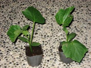 キュウリは地這いキュウリが最高 ブナの中庭で