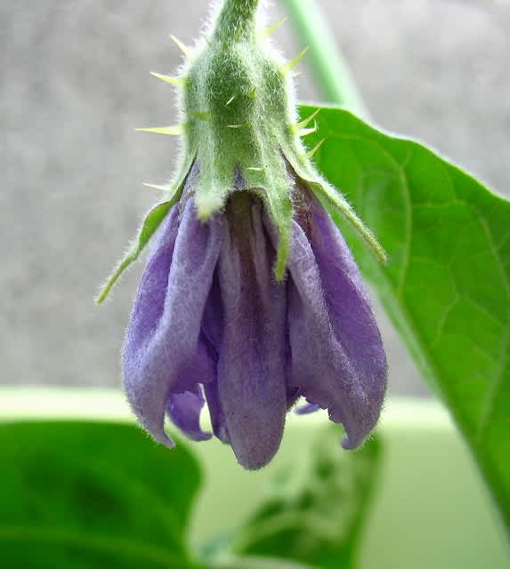 緑と紫 なすびの花 とらたまくろむうこと的生活 緑と紫 なすびの花 とらたまくろむうこと的生活