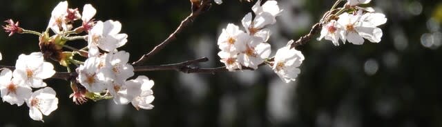 松本城の桜開花宣言が出る