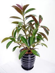 観葉植物フィカス・メラニーの特徴と育て方 - 観葉植物ひろば～Foliage 