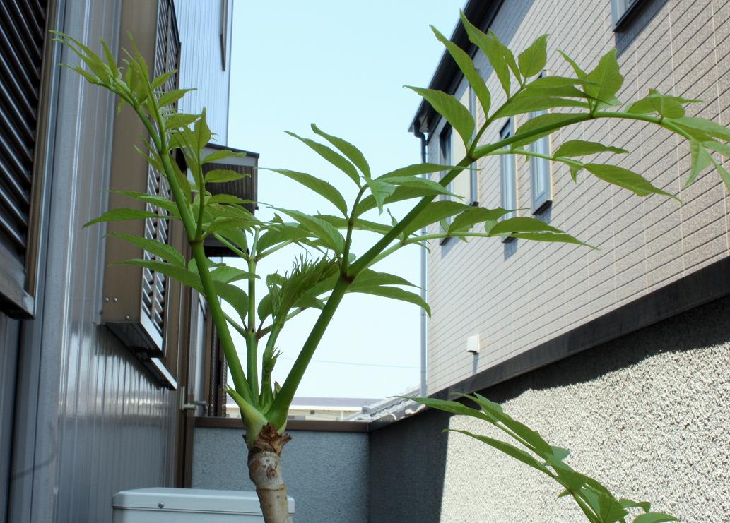 新芽と新緑の季節の画像