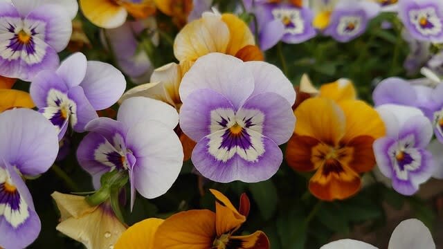 パンジーの花は おじさんの顔 おやじの休息