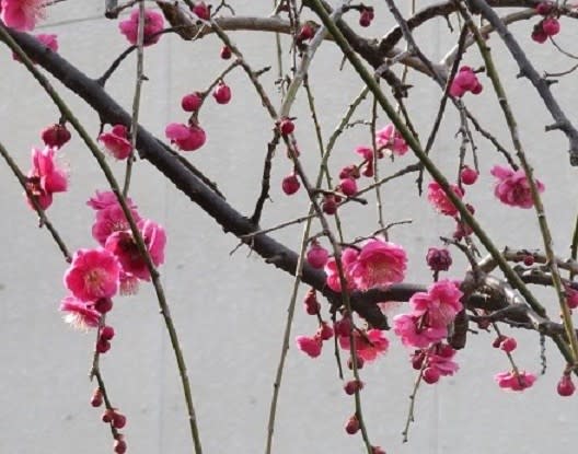 楽書き雑記 今年の しだれ梅 は好調のようです 名古屋市農業センター 風の遊子 ゆうし の楽がきノート