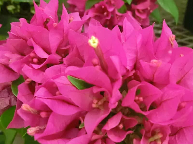ガーデンブーゲンビレア・ベラの花は - ブーケ