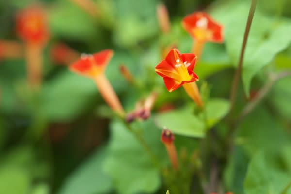 ルコウソウ 雑草のように颯爽と咲くツル性植物 Aiグッチ のつぶやき