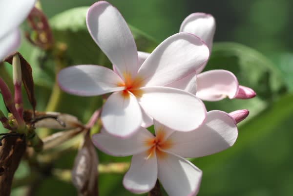 プルメリア 熱帯の柔らかな色合いの花は11月16日の誕生花 Aiグッチ のつぶやき