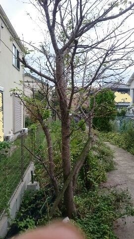 桜の木の剪定の仕方 ８丁目のみっちゃん
