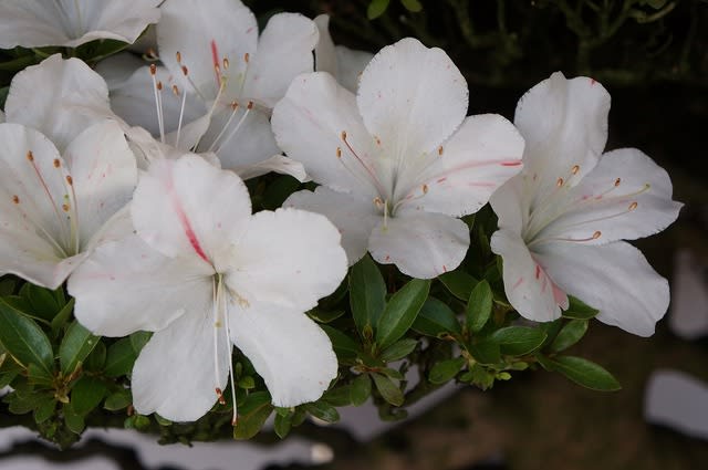 【秋田五銘花】皐月 \"秋田錦(あきたにしき)\" 盆栽 素材 秋田錦 - 皐月の花・専科