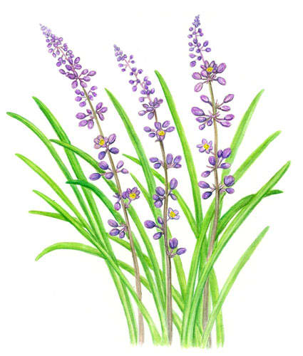 紫色の花 ヤブラン と シオン 草花図