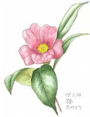 椿の花 イラスト 花を描いたポストカード