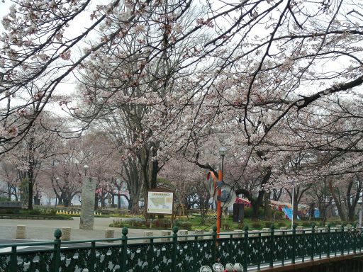 群馬 高崎市 高崎公園 の桜が 満開になってます ダッペの悠友ライフ