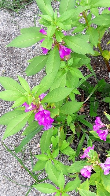 これは鳳仙花です 別名は爪染め草 おでいげ においでおいで