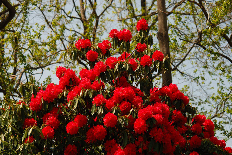 大きなシャクナゲの木です たくさんの赤い花をつけています Photo No 3036 レンズの向こうに