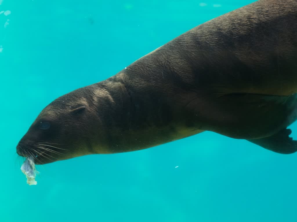 水族館系 のブログ記事一覧 5ページ目 なおさんブログ 水族館系 のブログ記事一覧 5ページ目 なおさんブログ