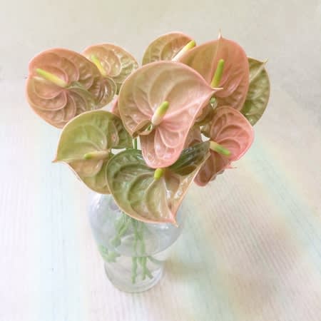 テラ 花のある生活 テラ 花のある生活