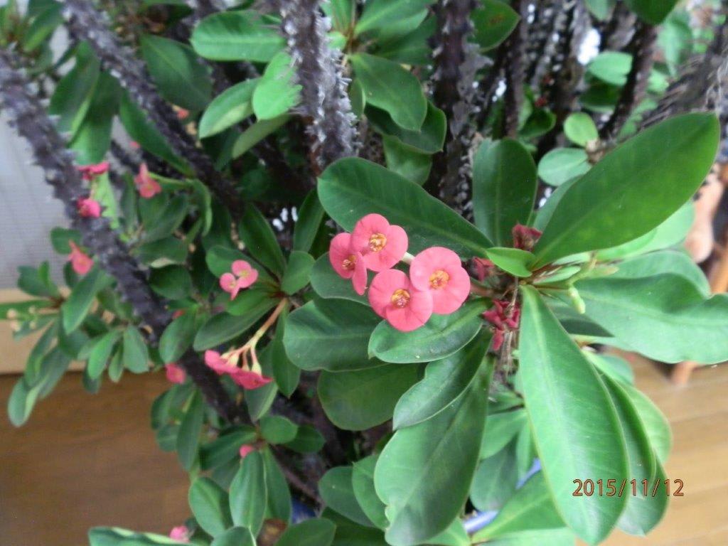 趣味の園芸 1 茎にトゲのあるハナキリン キスミー クイック 江戸川教育文化センター