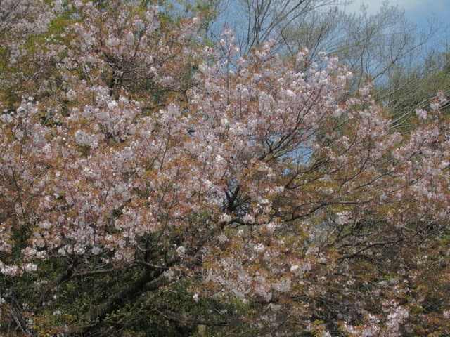 ヤマザクラ 梢を赤い葉と白い花で彩る花木は3月31日の誕生花 Aiグッチ のつぶやき