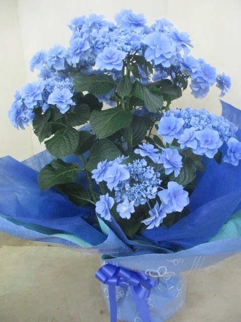おはよう紫陽花7寸鉢を入荷致しました プレゼント又は自宅用 神奈川県 茅ケ崎市の花屋 さんこう生花店 のgooブログ