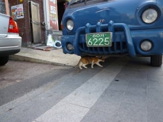 ソウルの野良猫