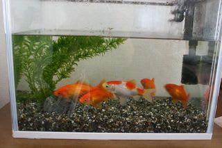 金魚の命 金魚姫ノート 金魚の命 金魚姫ノート