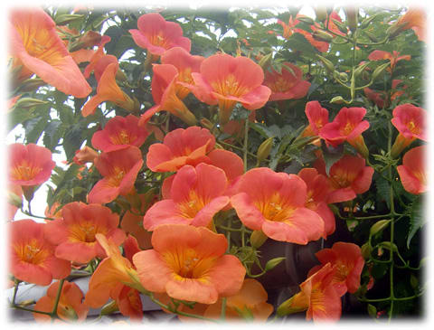 雨に映える花(^^♪オレンジ色の目立つ色彩で垂れ下がった枝にラッパ型 