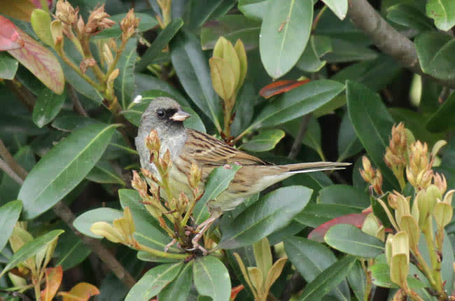 110424sibeaoji 110424sibeaoji