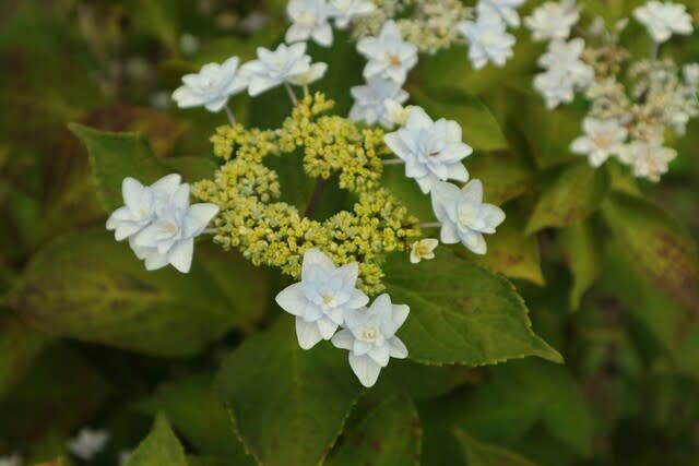 八重の装飾花が分散して咲くアジサイ 星花火 紫陽花シリーズ 21 45 野の花 庭の花