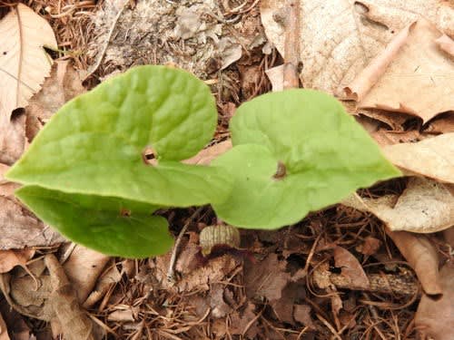 高ボッチ高原・鉢伏山で最近咲いている花　ウスバサイシン（薄葉細辛）