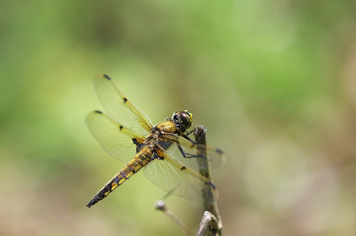 トンボ撮影レンズ考 Days Of Dragonflies Moths