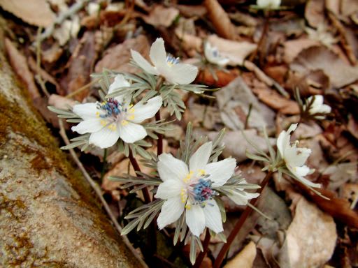 埼玉 秩父の花巡り 小鹿野 両神堂上の節分草です ダッペの悠友ライフ 埼玉 秩父の花巡り 小鹿野 両神堂上の節分草です ダッペの悠友ライフ