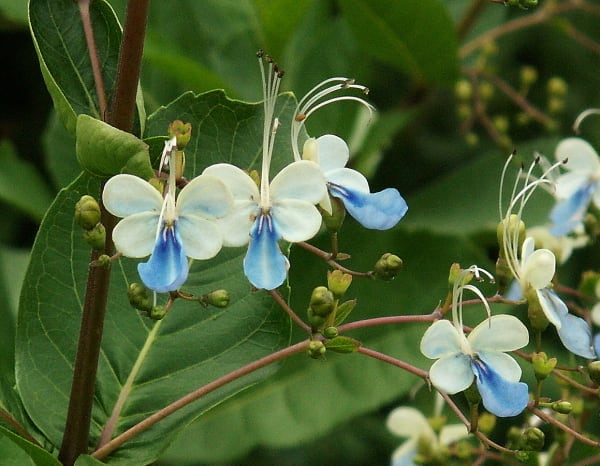 カリガネ草にそっくり 水色の蝶の花 花の公園 俳句 ｉｎｇ