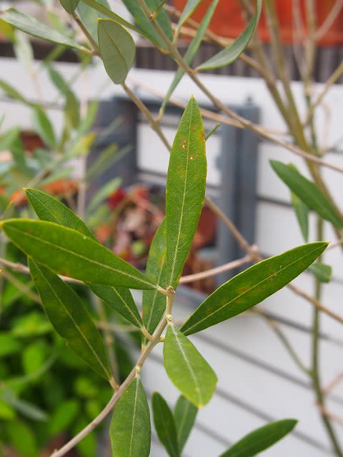 心を鬼にして花芽摘み Olive Gardening過去ログ倉庫