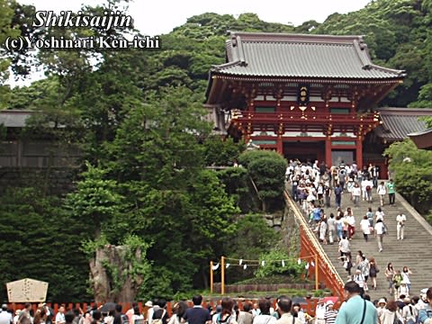 鎌倉八幡宮　大銀杏１