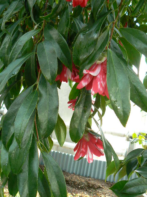 絞り孔雀　椿 ツバキ（椿）「孔雀椿（くじゃくつばき）」 - peaの植物図鑑