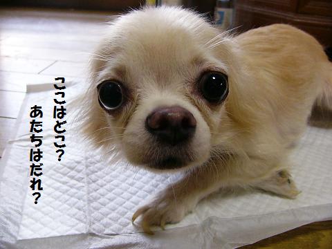 岡山 迷子犬保護しました チワワ 豆粒家の楽しい毎日