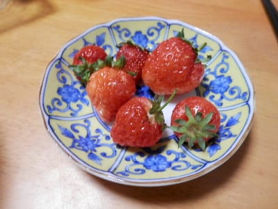 イチゴの収穫期 ナメクジ ダンゴムシとの戦い 森の学舎 の日々のできごと イチゴの収穫期 ナメクジ ダンゴムシとの戦い 森の学舎 の日々のできごと
