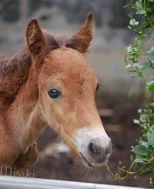 元気だった海人 命きらめいて 馬 犬 猫など動物に関する理不尽な事件や心温まる出来事の記録 元気だった海人 命きらめいて 馬 犬 猫など動物に関する理不尽な事件や心温まる出来事の記録