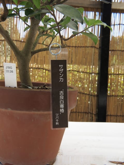 サザンカ（吉良白寒椿）