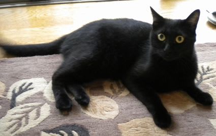黒猫はちパパ | 採用されてたしんちゃんとはちと恥ずかしながら