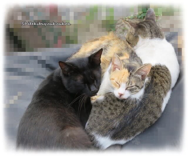 仲良し三匹の猫のお昼寝*くっついていればぬくぬくで幸せ~♪裏山の猫 仲良し三匹の猫のお昼寝*くっついていればぬくぬくで幸せ~♪裏山の猫