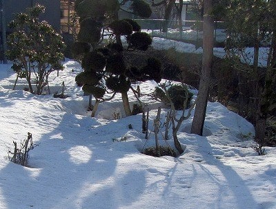 豪雪の庭にも見事 根開き ねびらき Tarpin翁のスローライフ