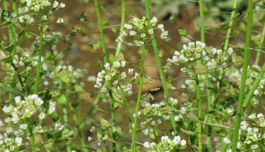 花言葉 あなたに私の全てを捧げます ８７純花のブログ