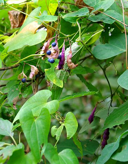 11月のつる植物 青紫色の実 教室 自然いろいろブログ