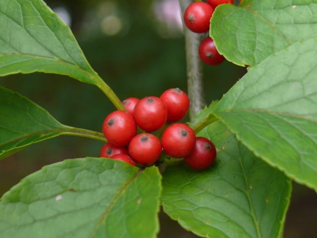 P3860454
