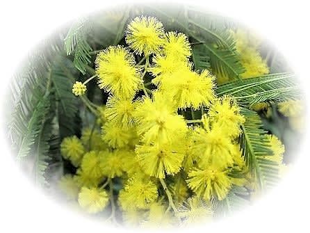 初夏の樹木花 アカシア 花を愛でる