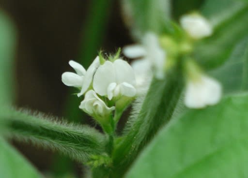 大豆の花 日々あれこれ