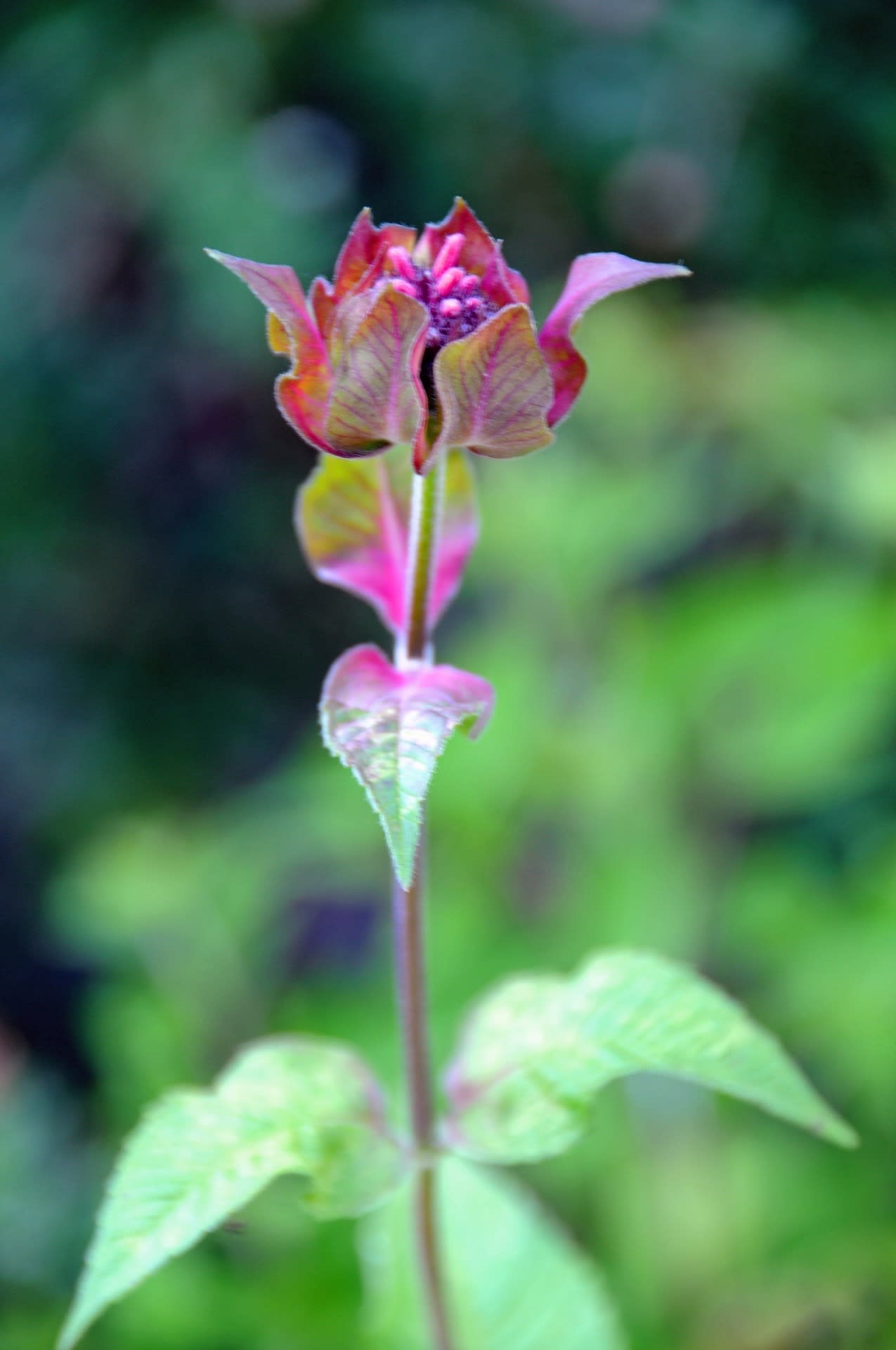 夏の花！の画像